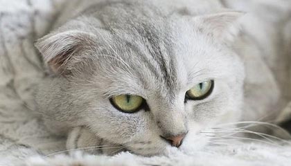 世界杯官方客户端-【中超】王秋明马尔康破门 华夏2比0送上港赛季首败